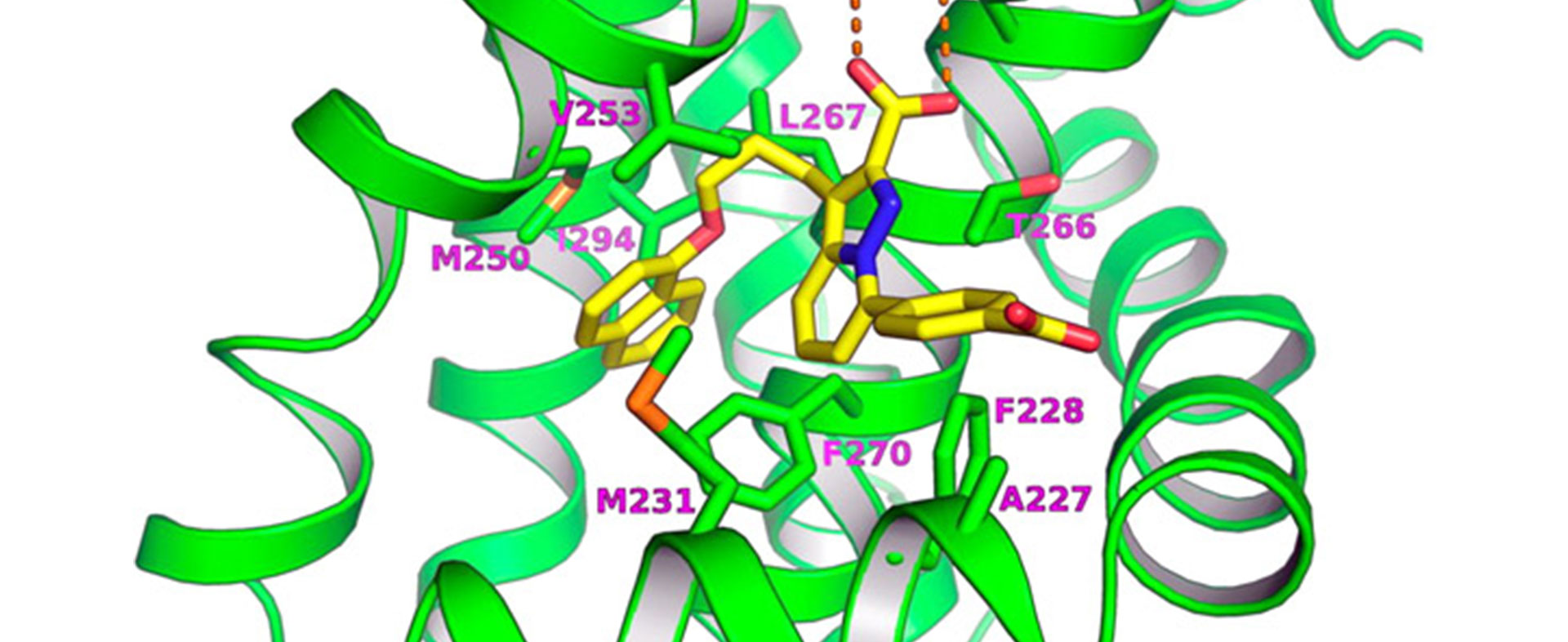 Inhibitoren von Protein-Protein-Interaktion als innovative Arzneistoffe in der Tumortherapie