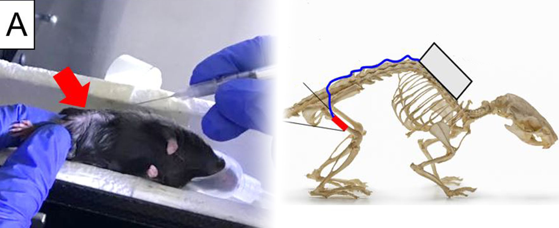 HAPPIHYPO – Hot Spot analytics supporting in vitro and in vivo hypoxia monitoring