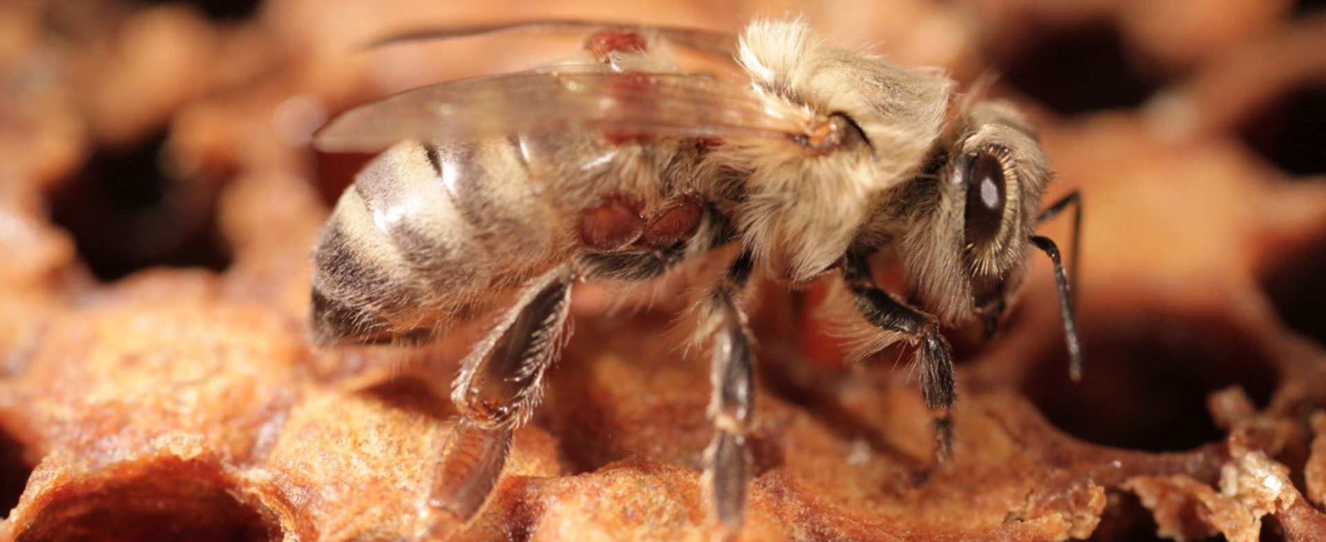 BeePax – effektive Varroakontrolle mit LiCl