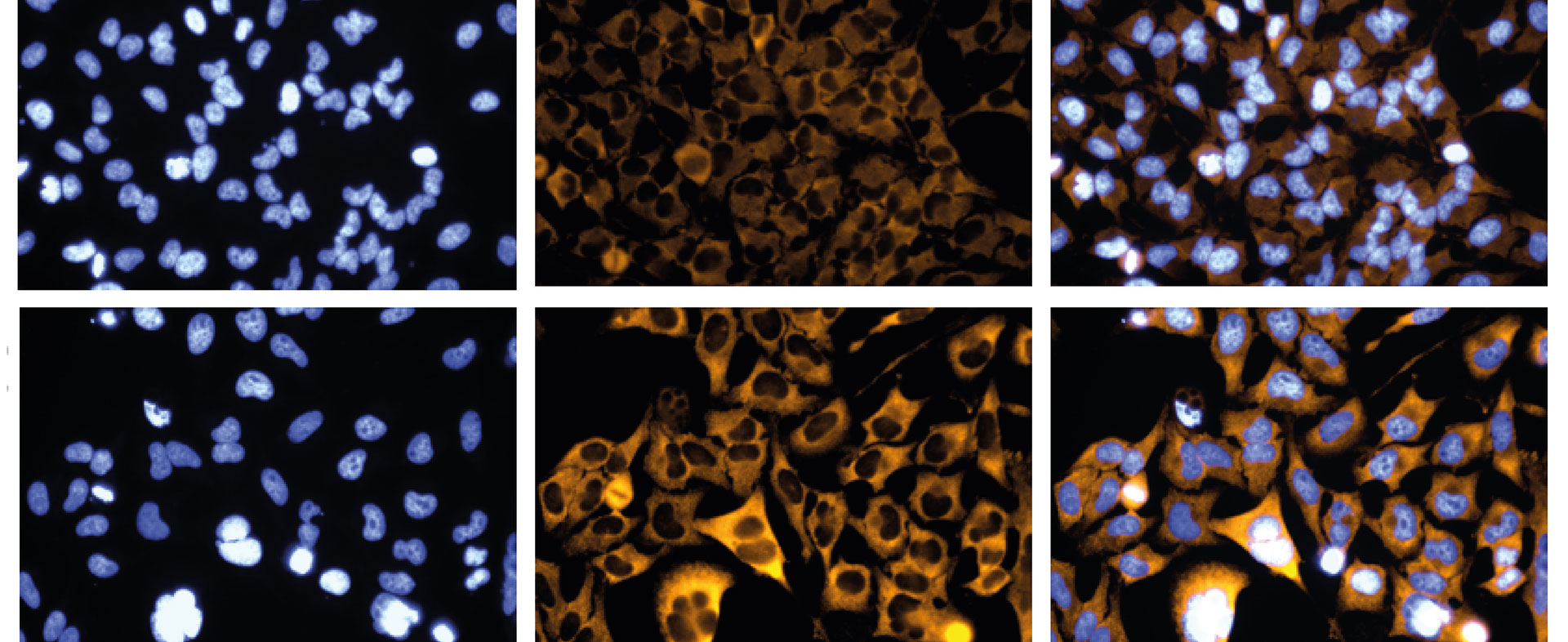 RNAi und CRISPR: Leistungsvergleich und Anwendungsleitfaden
