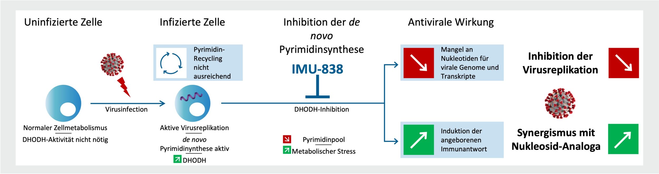 Antiviraler Wirkmechanismus des DHODH-Inhibitors IMU-838. Die Virusinfektion führt zu einem erhöhten zellulären Sto6wechsel. Dieser kann nicht mehr allein durch Pyrimidin-Recycling gedeckt werden, wodurch das Enzym Dihydroorotatdehydrogenase (DHODH) aktiv wird. Eine Inhibition dieses Enzyms durch IMU-838 führt zu einer Reduktion des zellulären Nukleotidpools, wodurch nicht mehr genügend Bausteine für die Bildung viraler Genome und Transkripte verfügbar sind. Zusätzlich führt die DHODH-Inhibition zu metabolischem Stress, wodurch die angeborene Immunantwort aktiviert wird und so die antivirale Aktivität von IMU-838 unterstützt. Zusätzlich kann die Wirkung durch eine Kombination mit Nukleosidanaloga erhöht werden, welche bei reduziertem Nukleotidpool vermutlich bevorzugt in virale Nukleinsäuren eingebaut werden. (Quelle: Immunic Therapeutics, Immunic AG)