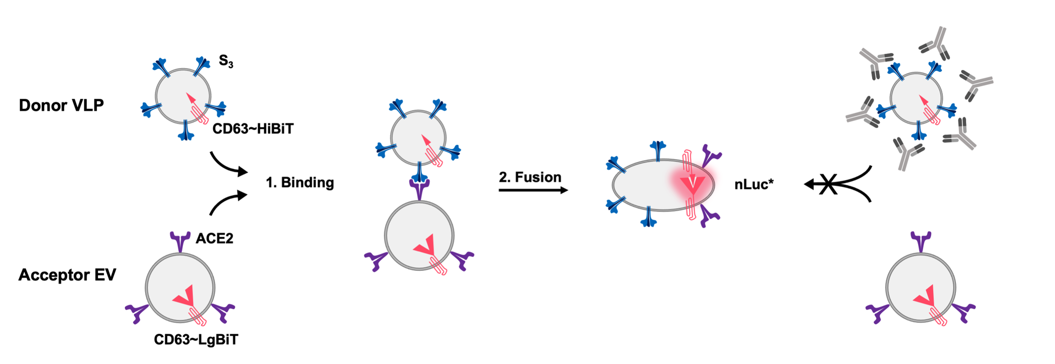 : Das Prinzip unseres Tests zur Quantifizierung von SARS-CoV-2-neutralisierender Antikörper beruht auf der Fusion von VLPs (Donor VLP) und EVs (Akzeptor EV). VLPs und EVs tragen unterschiedliche Teile eines Enzyms (Nanoluciferase, nLuc) die nach erfolgter Fusion ein funktionales Enzym bilden, welches geeignete Substrate unter Freisetzung von Lichtquanten spaltet. Neutralisierende Antikörper (NAb) verhindern die Fusion von VLP und EV, was zu einer Reduktion der Menge an gebildetem Licht führt. So kann innerhalb weniger Stunden die Konzentration von NAb in Seren gemessen werden. (Quelle: Therawis Diagnostics GmbH, Eximmium Biotechnologies GmbH, Technische Universität München – Institut für Virologie)