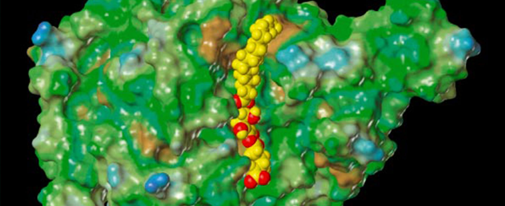 Hyaluronidase Hyal-1 mit gebundenem Hemmstoff (Modell) (Quelle: Universität Regensburg, Lehrstuhl für Pharmazeutische/Medizinische Chemie II)