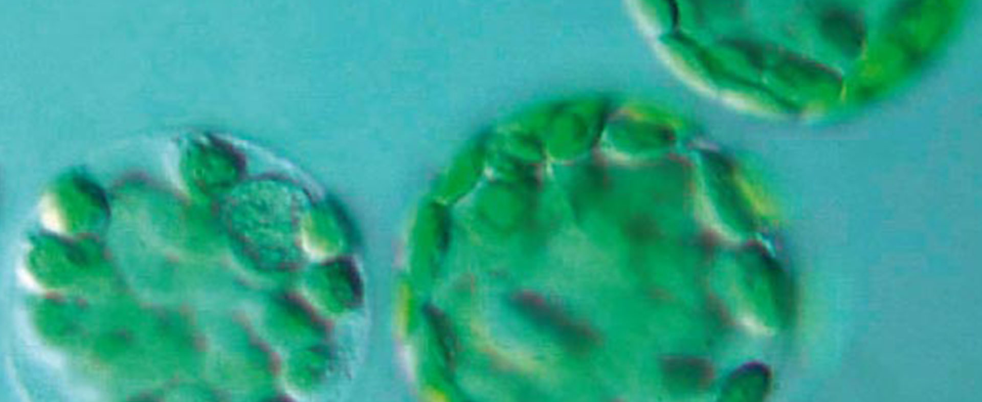 Tabakpflanzen mit genetisch veränderten Chloroplasten (Quelle: Icon Genetics GmbH)