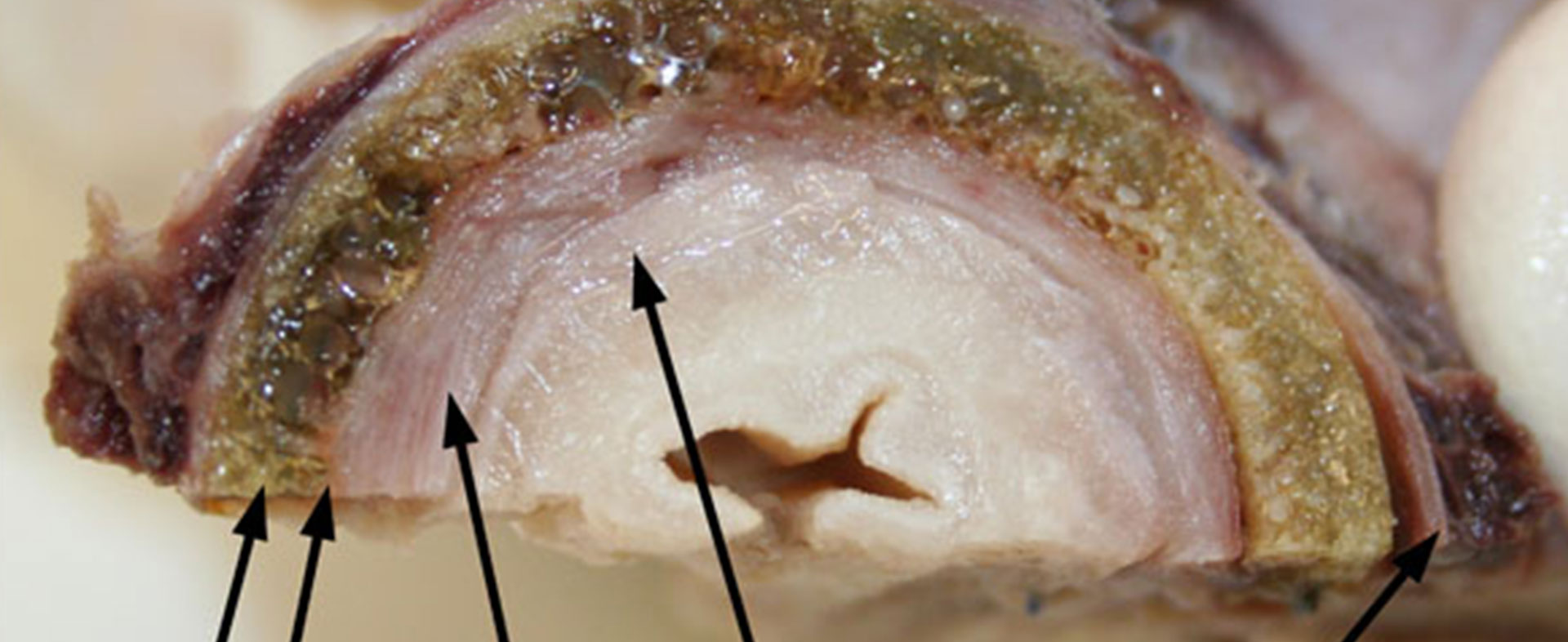 Bio-Valve