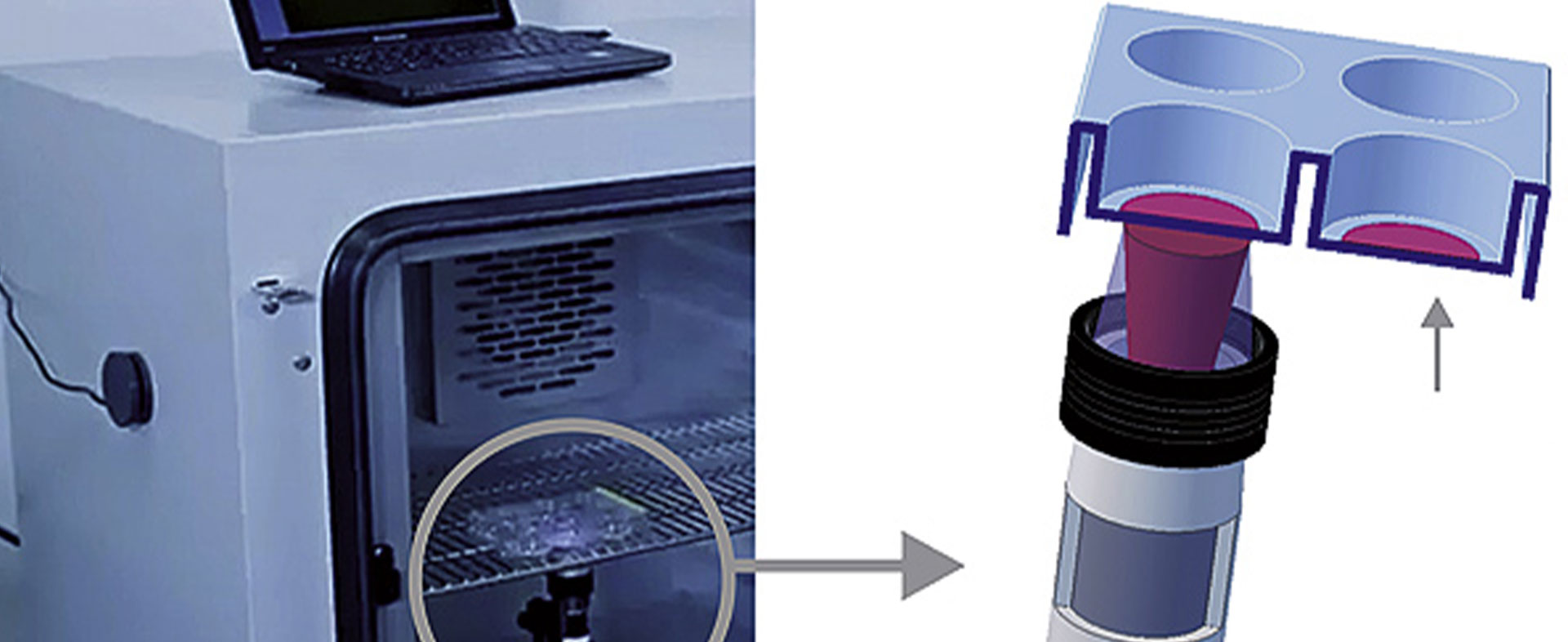 Smart Gels – neuartige Hydrogele als Zellträger
