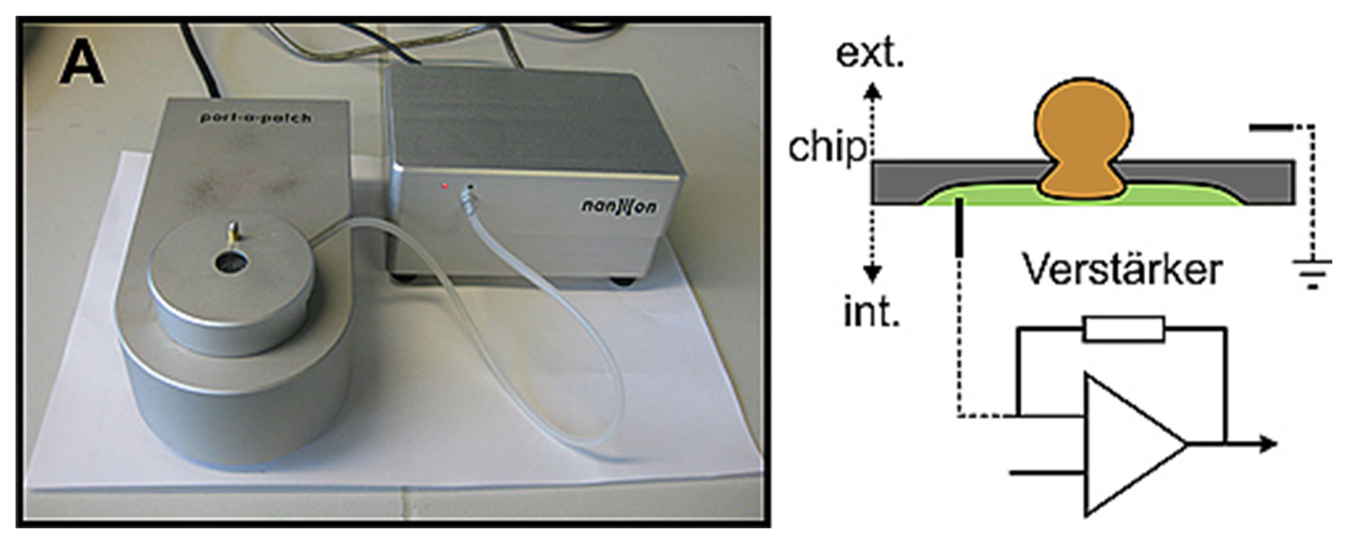 Patch-clamp-Verfahren für intrazelluläre Ionenkanäle