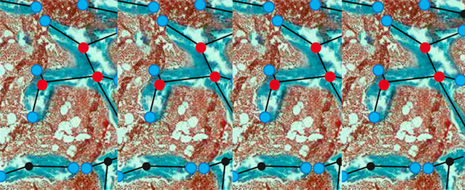Bestimmung des trabekulären Vernetzungsgrades aus Gewebeschnitten der Methaphyse der Tibia aus Ratten durch die computergestützte STRUT-Analyse (Quelle Bionorica AG, The phytoneering Company)