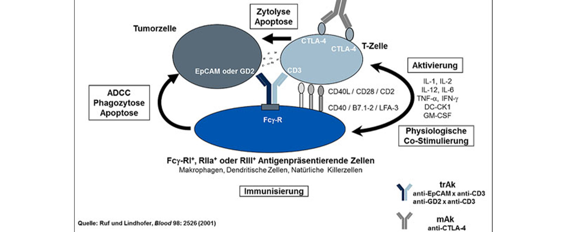 Tumortherapie durch Triomab/anti-CTLA Kombination
