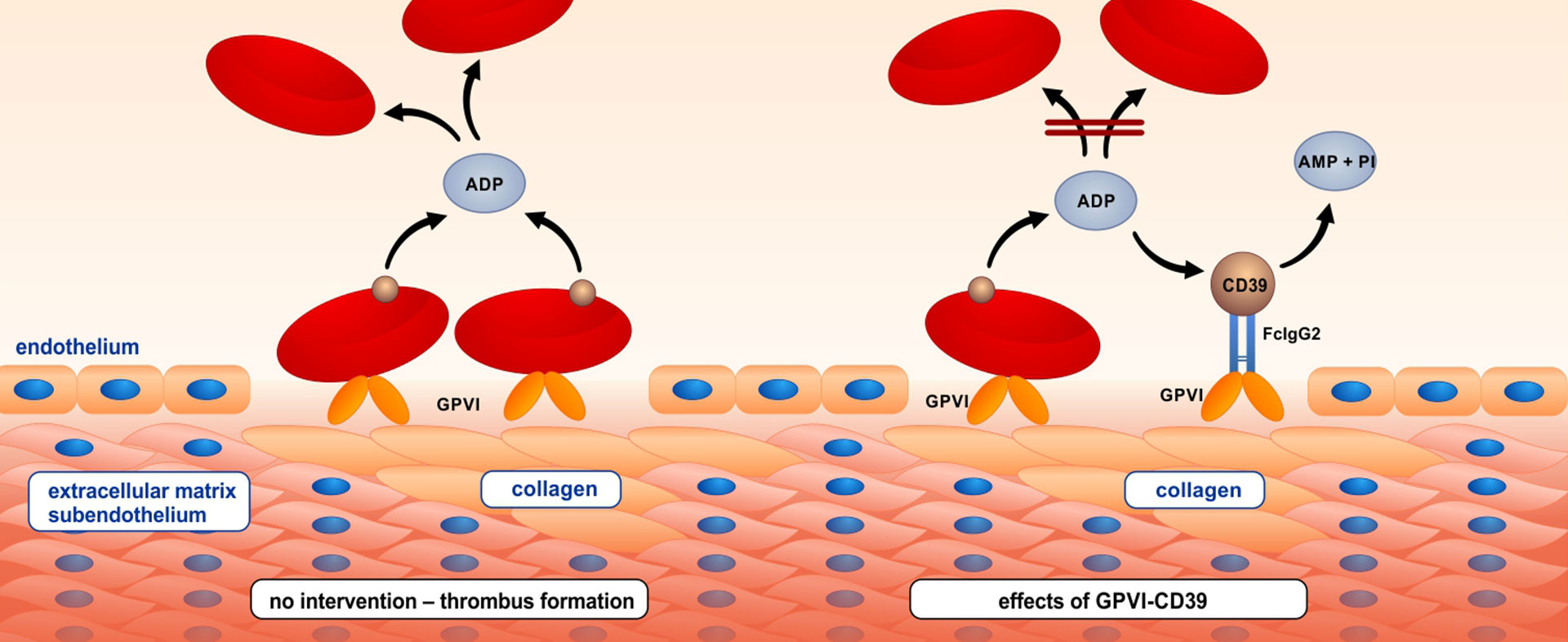 Glycoprotein VI – neue therapeutische Ansätze
