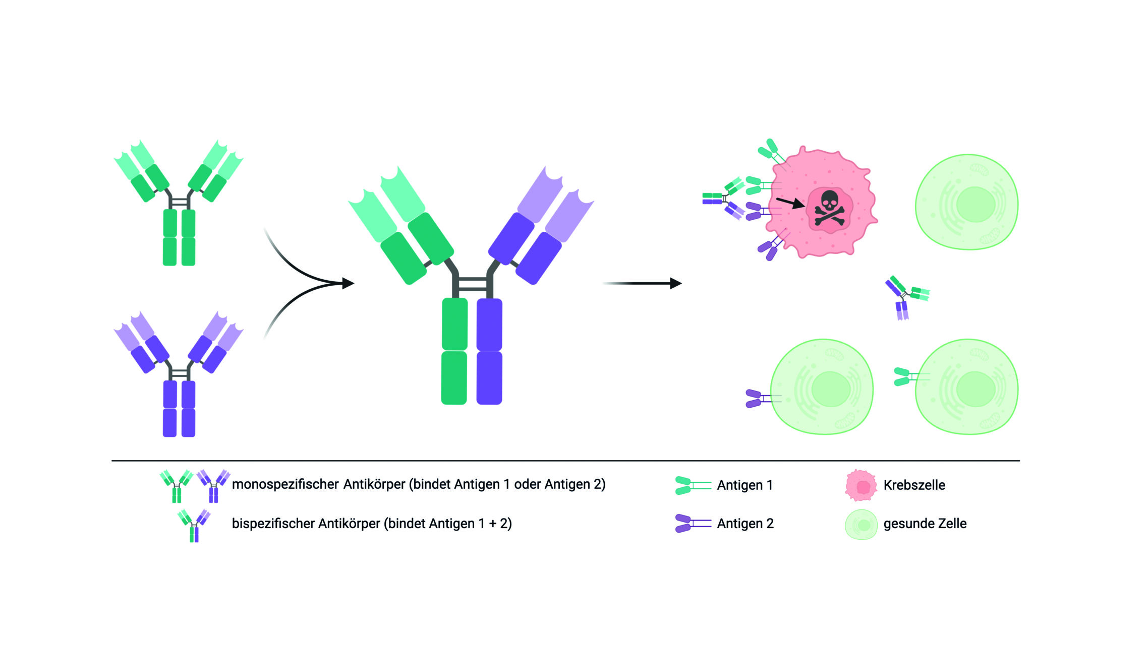 Schematische Darstellung des Aufbaus eines bispezifischen Antikörpers und dessen Funktionsweise in der Krebstherapie. (Quelle: Dr. Andreas Stengl, LMU München, Fakultät für Biologie)