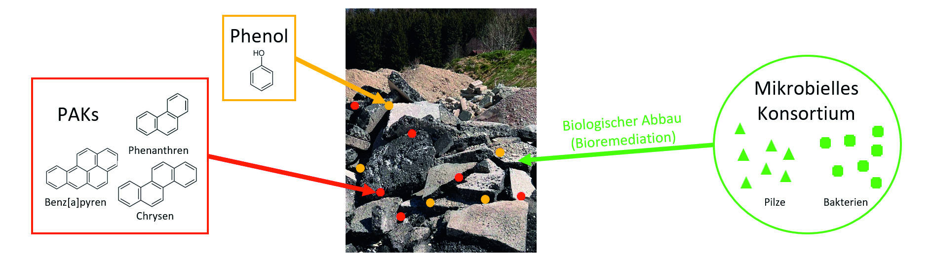 Illustration eines verunreinigten Straßenaufbruchs mit Schadstoffen (PAK und Phenol). Die Zugabe des mikrobiellen Konsortiums, bestehend aus Pilzen und Bakterien, führt zum biologischen Abbau der Schadstoffe (Quelle: Hochschule für angewandte Wissenschaften München, Fakultät für Wirtschaftsingenieurwesen)